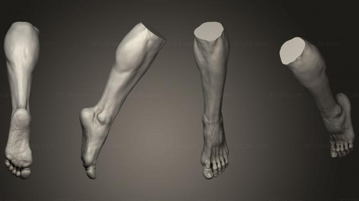 Анатомия скелеты и черепа (Мужская ступня 2, ANTM_0780) 3D модель для ЧПУ станка